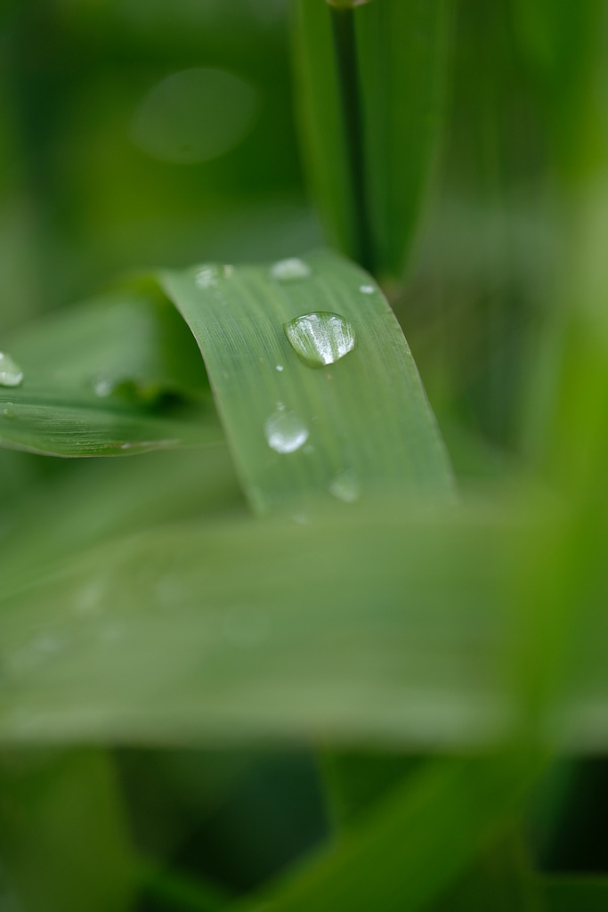 DSCF1446