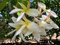 Plumeria