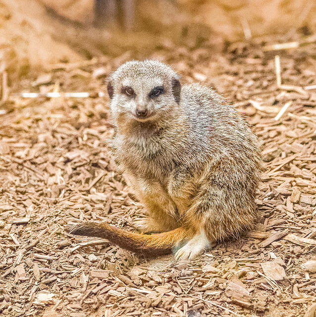 Meerkat 2