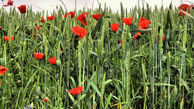 Mohn im Getreide...