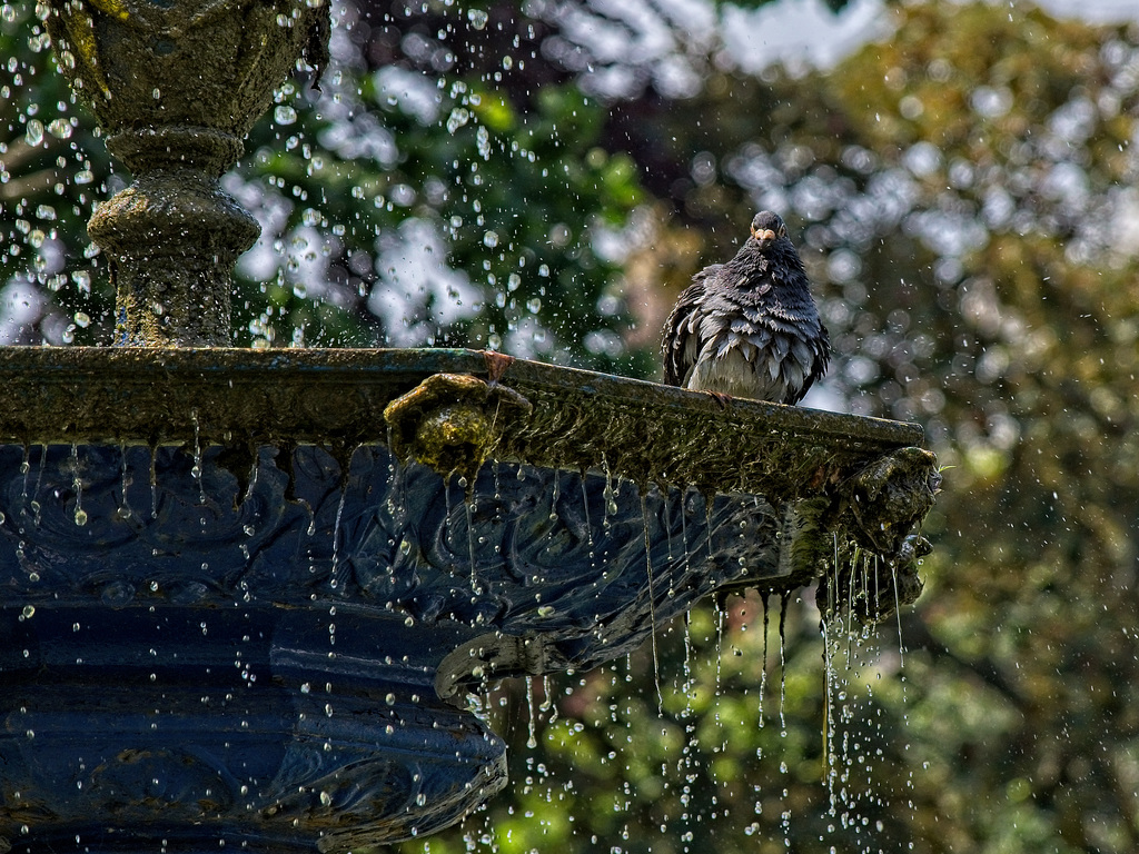 Bedraggled