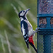 Great spotted woodpecker