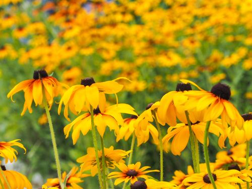 Flowers on sunny day in the Valley