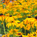 Flowers on sunny day in the Valley