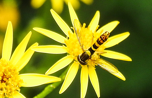 20230723 2989CPw [D~LIP] Jakobs-Greiskraut, Langbauchschwebfliege, Bad Salzuflen