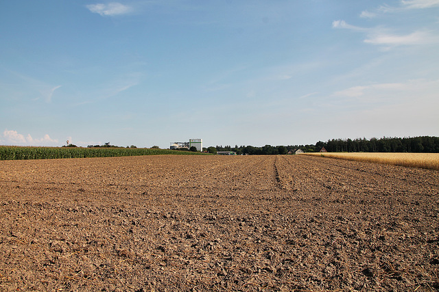 Feld bei Lembeck (Dorsten) / 20.07.2024