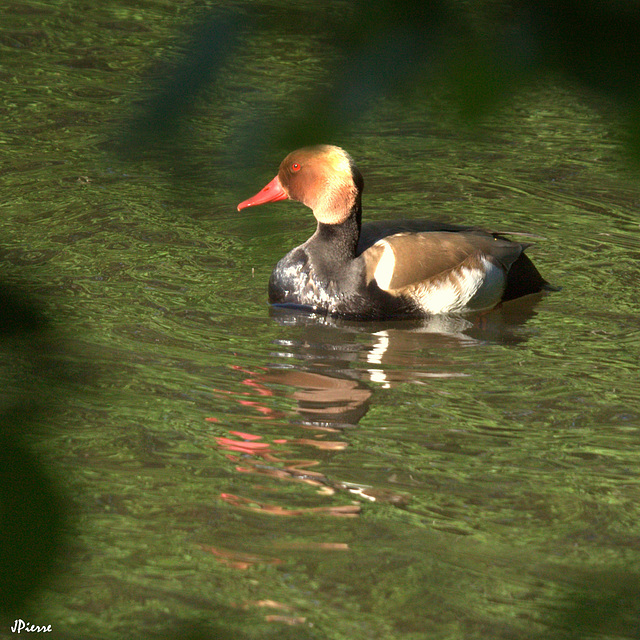Nette rousse