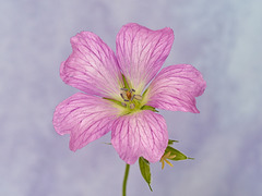 Geranium (Cranesbill)