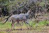 Male kudu in the bush.