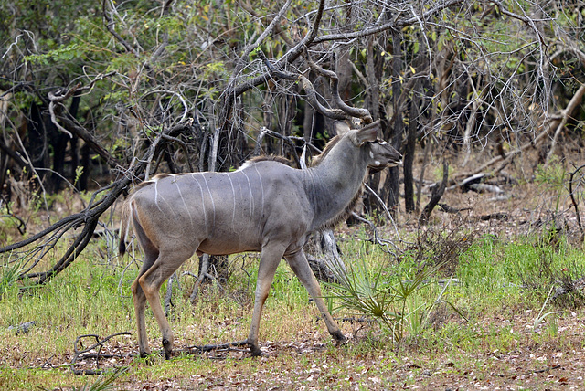 Male kudu in the bush.