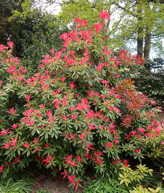 Pieris forrestii