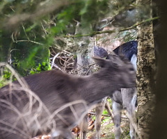 20180405 3555CPw [D~AUR] Rehwild, Schlosswald Lütetsburg, Lütetsburg