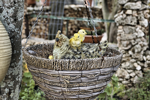 Chickens in a Basket – El-Muraqa Monastery, Daliyat al-Karmel, Israel