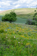 The slopes of Steptoe Butte