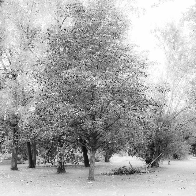 Cemetery Trees B&W