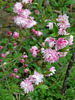 Flowering Almond