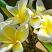 Plumeria - Kokohead Crater Botanical Gardens