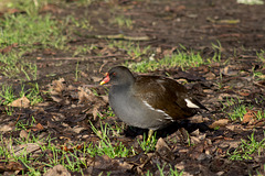 Moorhen