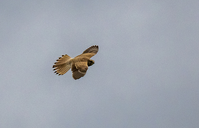 Kestrel