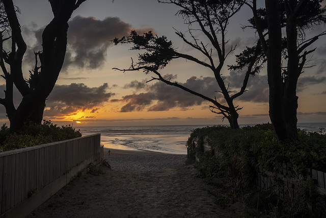 Trees Silhoutted at Sunset