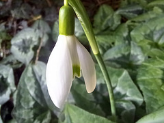 Perce-neige au jardin