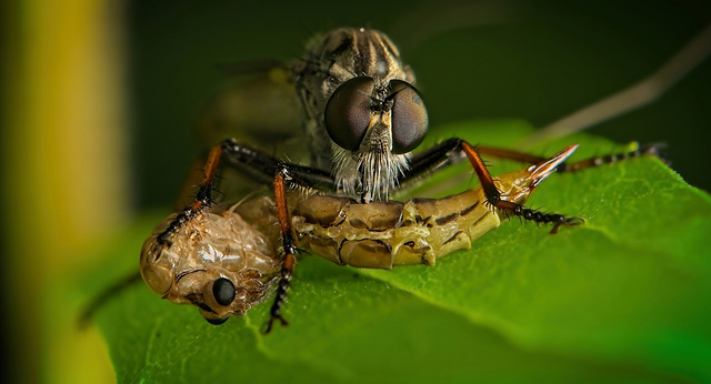 Die Raubfliege (Asilidae) hat sich schon was angeschaffen :)) The robber fly (Asilidae) has already acquired something :)) La mouche voleuse (Asilidae) a déjà acquis quelque chose :))