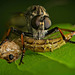 Die Raubfliege (Asilidae) hat sich schon was angeschaffen :)) The robber fly (Asilidae) has already acquired something :)) La mouche voleuse (Asilidae) a déjà acquis quelque chose :))
