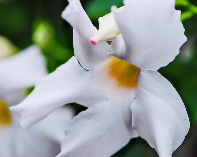 whiteorchid-r