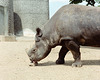 Rhinoceros licking a stone.  London Zoo, May 1980