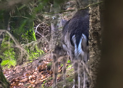 20180405 3556CPw [D~AUR] Rehwild, Schlosswald Lütetsburg, Lütetsburg