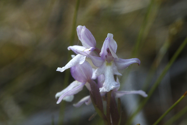 Small Round-leaved Orchid