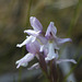 Small Round-leaved Orchid