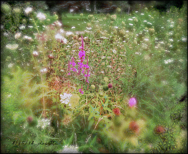 The magic of a meadow