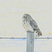 Short-eared Owl