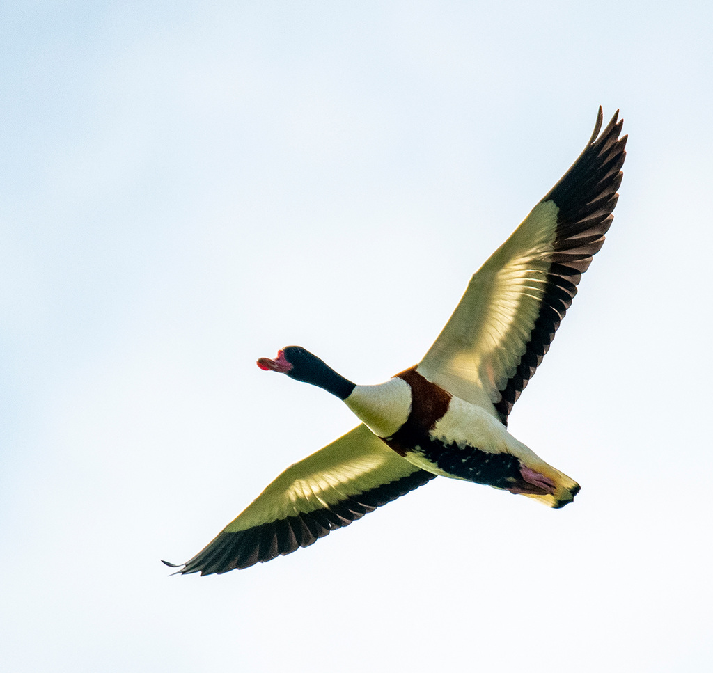 Practicing flight shots: Shelduck