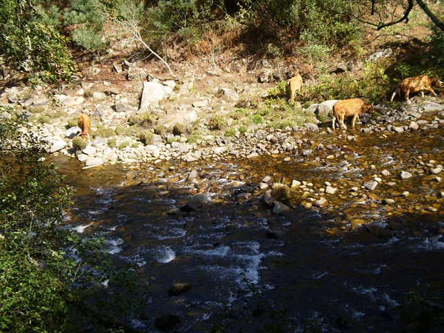 Cows grazing on the right bank of River Paiva.