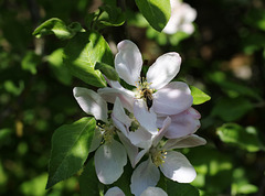 Gathering Apple Blossom