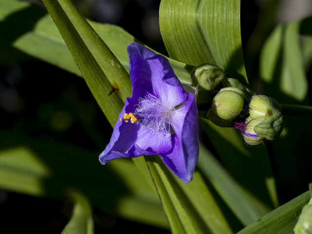 Spiderwort