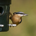 Nuthatch