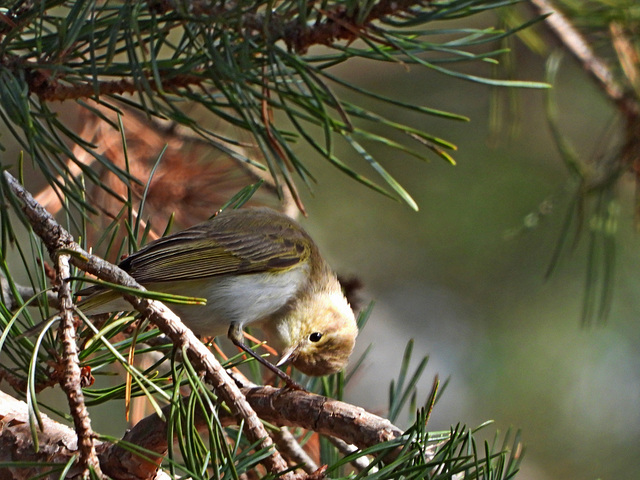 Pouillot de Bonelli apparemment