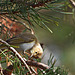 Pouillot de Bonelli apparemment