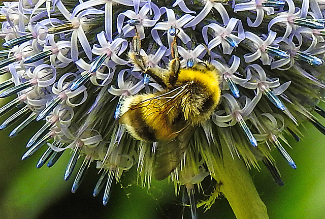 20230723 3001CPw [D~LIP] Kugeldistel, Helle Eerdhummel (Bombus lucorum), Bad Salzuflen