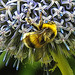 20230723 3001CPw [D~LIP] Kugeldistel, Helle Eerdhummel (Bombus lucorum), Bad Salzuflen