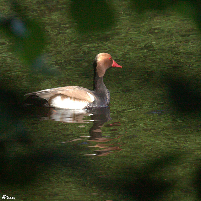 Nette rousse