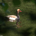 Nette rousse