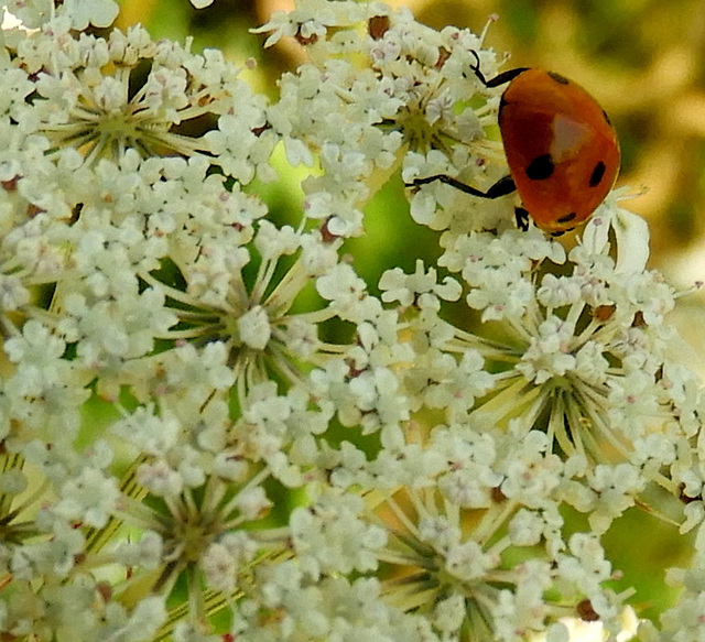 Brother of  Keith' s  beetles
