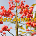 Bonne Année 2015