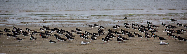 20140914 5297VRAw [NL] Austernfischer (Haematopus ostralegus), Terschelling