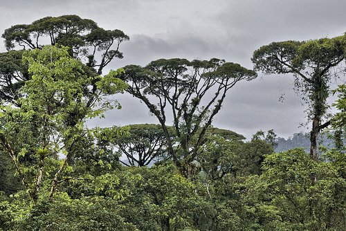 Reaching for the Top – Rainforest Adventures Costa Rica Atlantic, Guápiles, Limón Province, Costa Rica