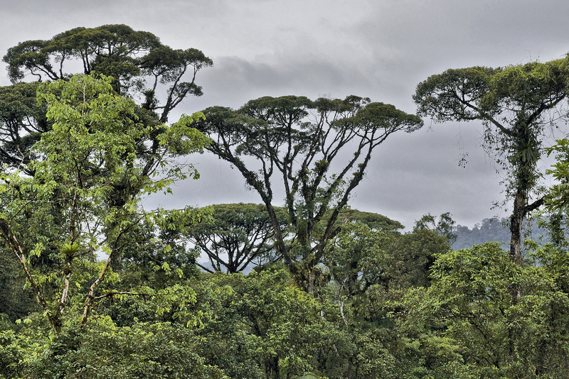 Reaching for the Top – Rainforest Adventures Costa Rica Atlantic, Guápiles, Limón Province, Costa Rica